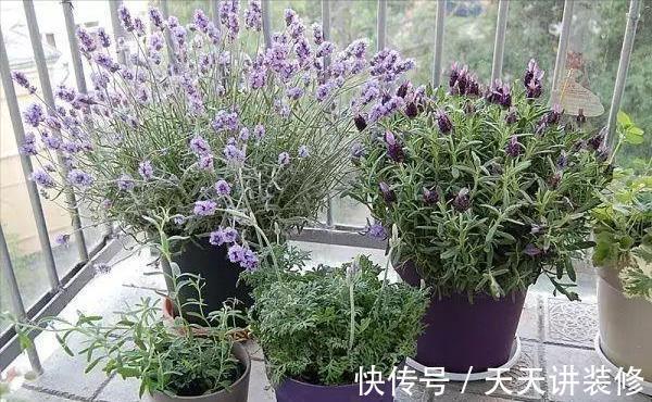 名花|6种“健康”花,寓意好又吉利,家里多养一盆,全家少生病