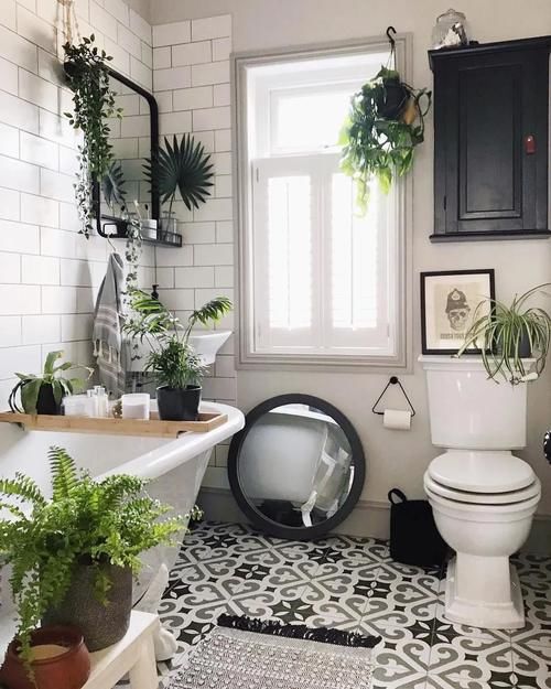 卫生间养这3种耐阴植物，不仅美观还能吸附异味，净化空气小能手