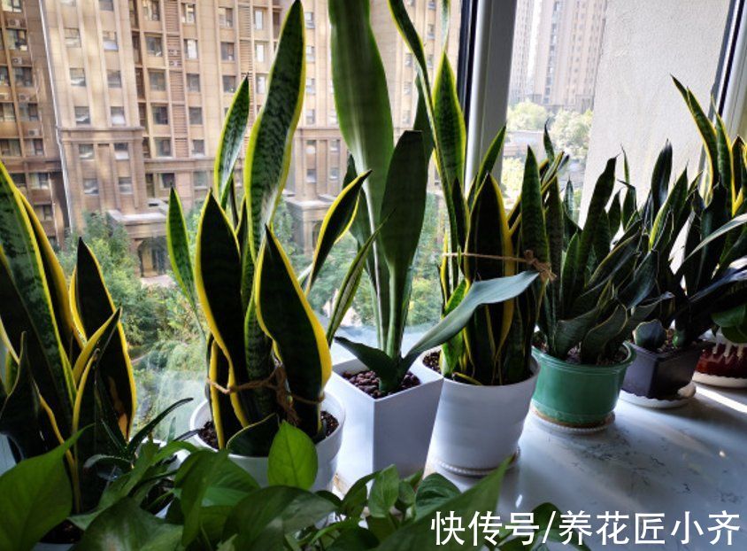 8种花不能多浇水，“少水少肥”伺候它，反而长势旺盛开花多