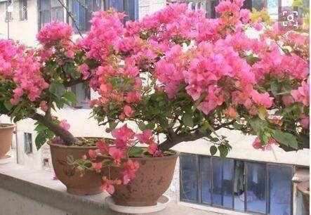 三角梅落叶“光溜溜”,2招“大营救”起死回生,枝上满满都是花