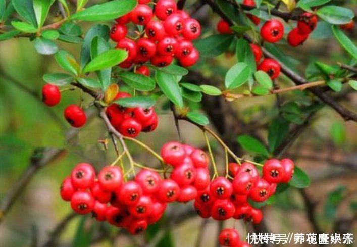 火火|7种“红色系”年宵花,养在家中添喜气,红红火火过大年