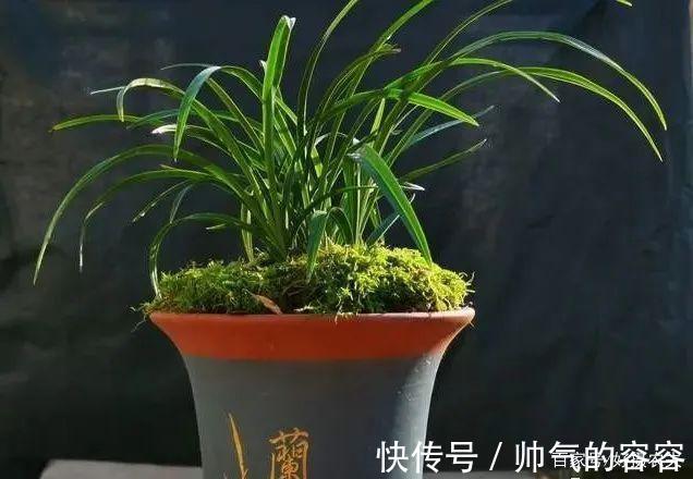 兰花叶片一直养不绿尿素怎么用,才能让兰叶变浓绿