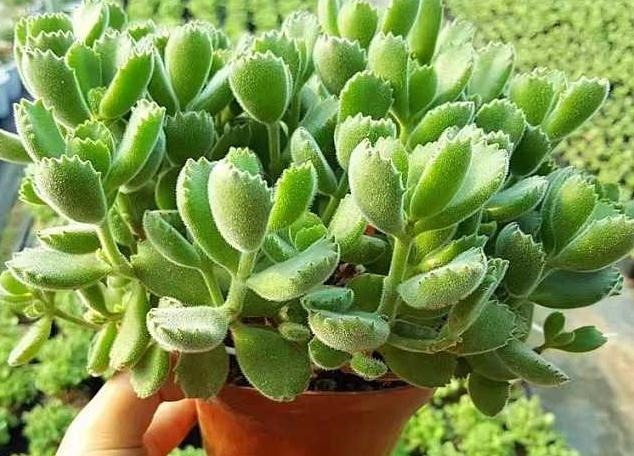 35度高温多肉要休眠这样养护,避开徒长,叶子厚实又肥美