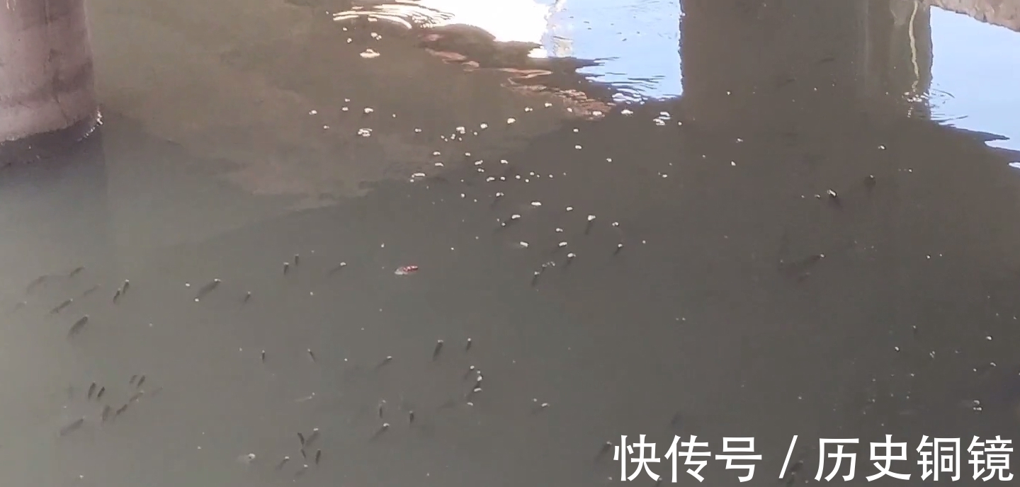 有人毒鱼？浙江钓鱼人河边夜钓，忽然河面大量鱼群浮头