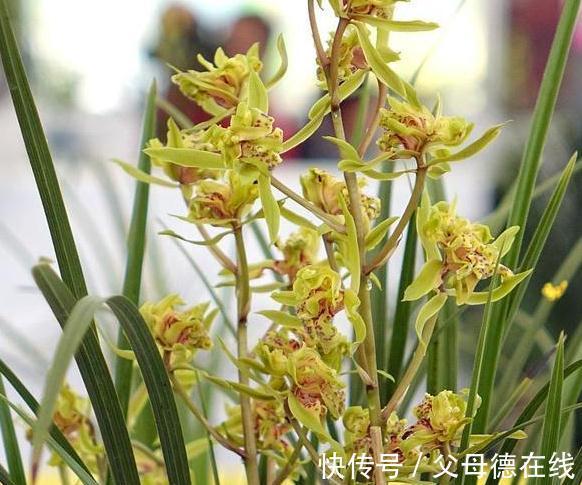 兰花花后忽略两件事,轻则不发芽,重则影响后期开花