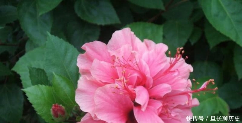 那一份深厚|王维最唯美的一首诗,通篇短短的四句,却是美得犹如一幅山水画卷