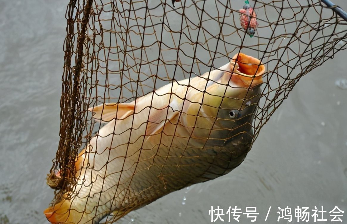 诀窍|钓鲤鱼的四个诀窍与自制鲤鱼饵的方法,效果非常显著
