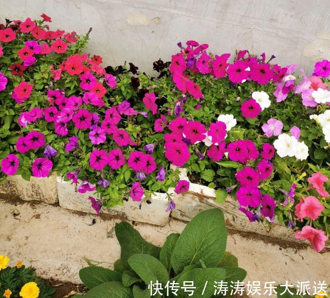 70岁老妈,一天也闲不住,院子里种满了花!