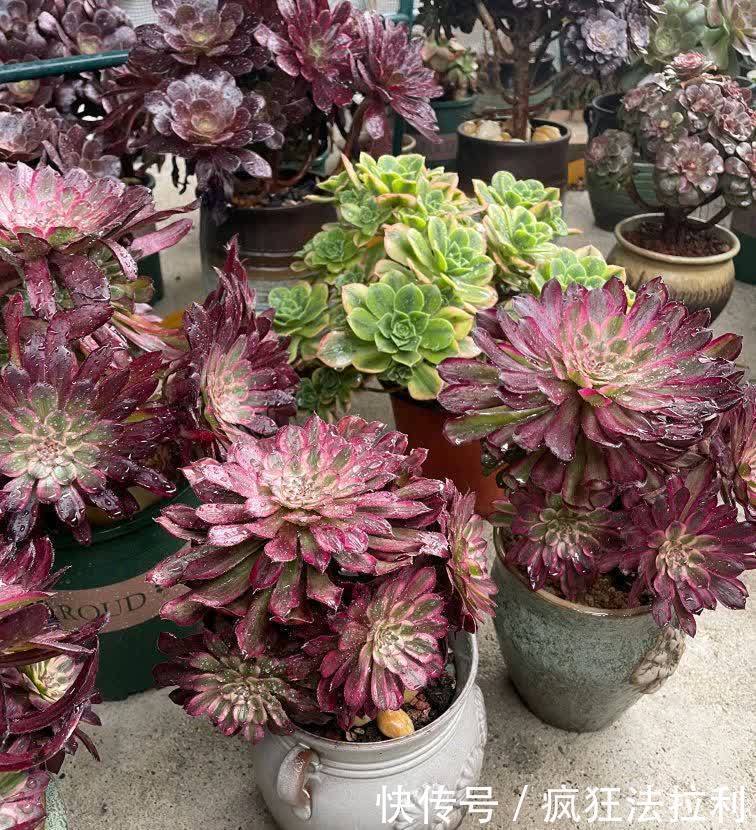 法师|养好多肉法师，记住这2招，长成漂亮茁壮的“手捧花”