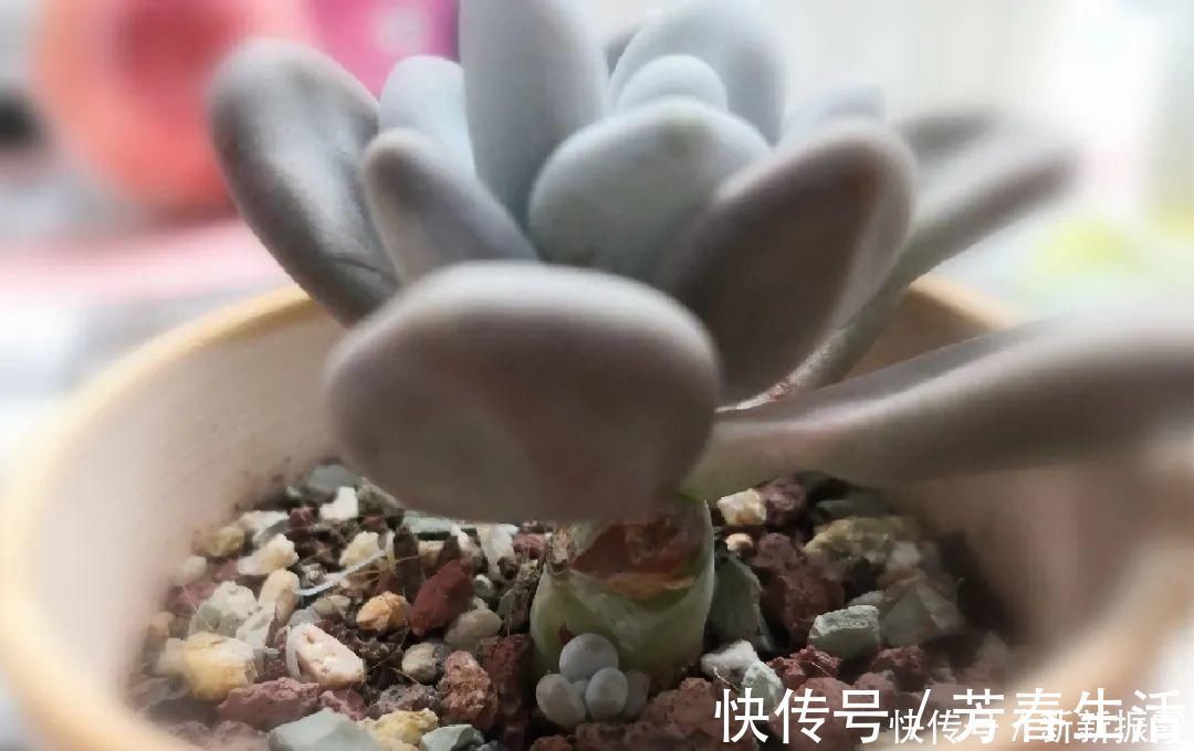 枝条|茉莉花扦插有机关,砍这一段枝条,插土里3天就活