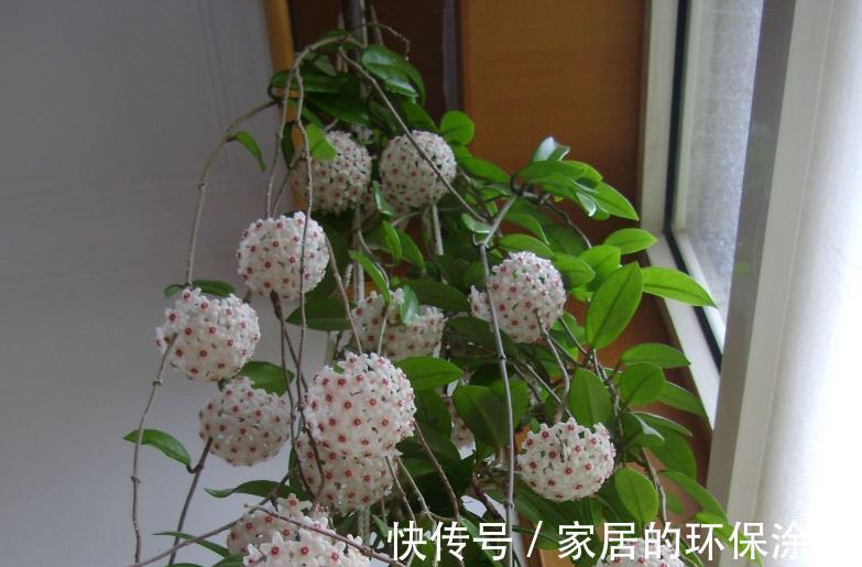 花土|没有院子,受限于盆栽就养情人球兰,照顾到3点,花期长、香味浓