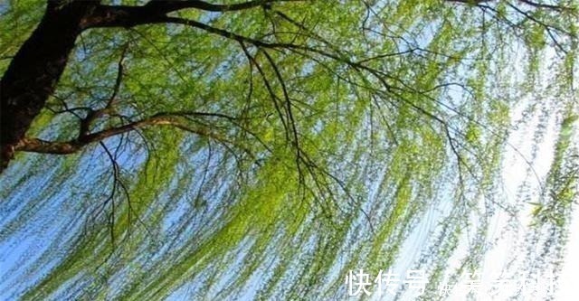 诸葛连弩$宋代如果看到这两种树扎堆,说明附近可能有古墓,但盗墓贼不会盗!