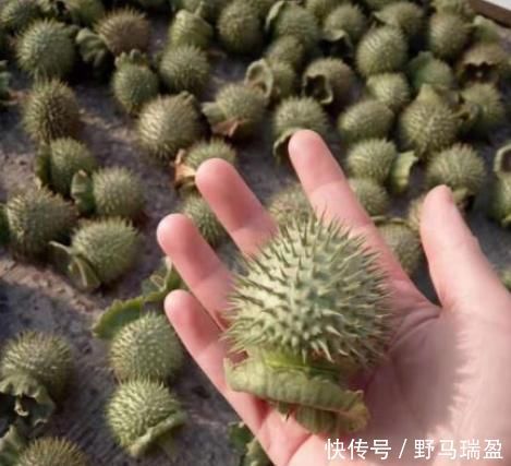 蒙汗药|“曼陀罗”你认识吗?农村古老神秘宝贝!“一半天使,一半魔鬼”