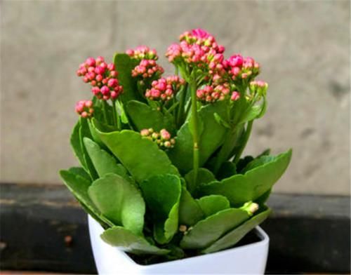 冬天长寿花有“5怕”，难怪落叶冻伤不开花，学会了叶子肥开花多