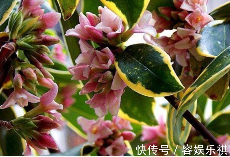 给水肥|4种花养家里,漂亮又便宜,沾土就开花,一开就是300多天