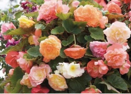 5种花超漂亮，个个美出状态，好打理，易爆盆，花开不断