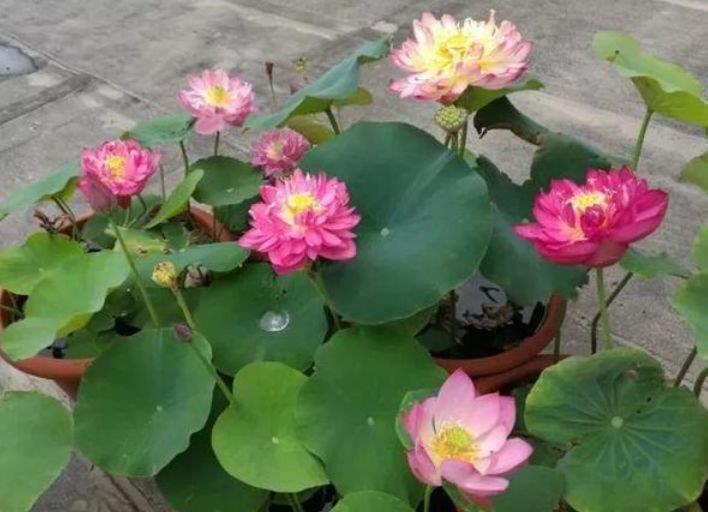 绣球花|这几款植物养在家里,花期长易打理,惊艳如花球,美翻了