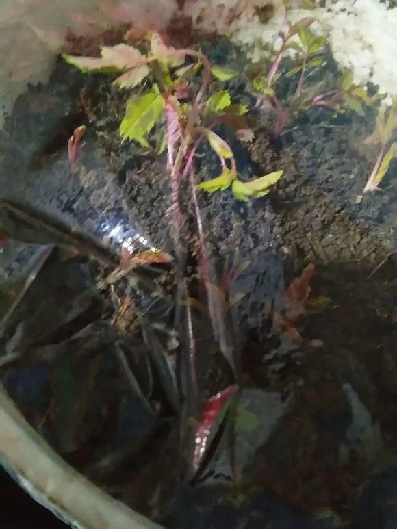 厨房里的“小东西”，养花作用想不到！解决很多养花人的烦恼！