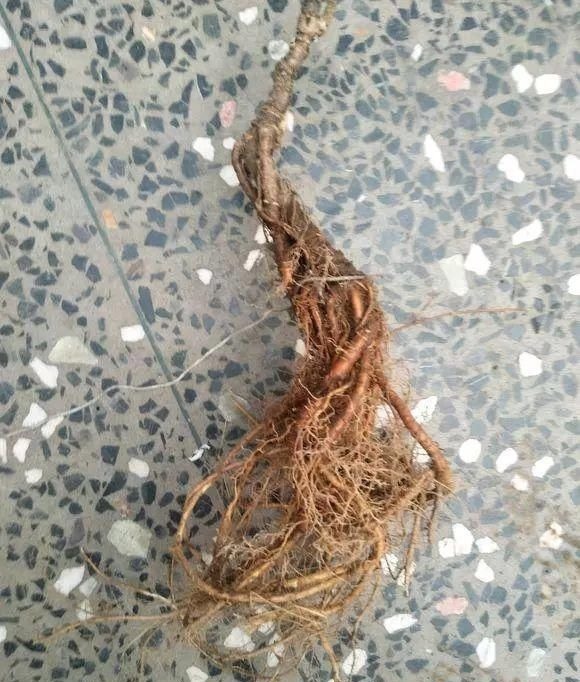 山里的1棵老树桩,挖出来种盆里,开花后,眼睛都看直了!