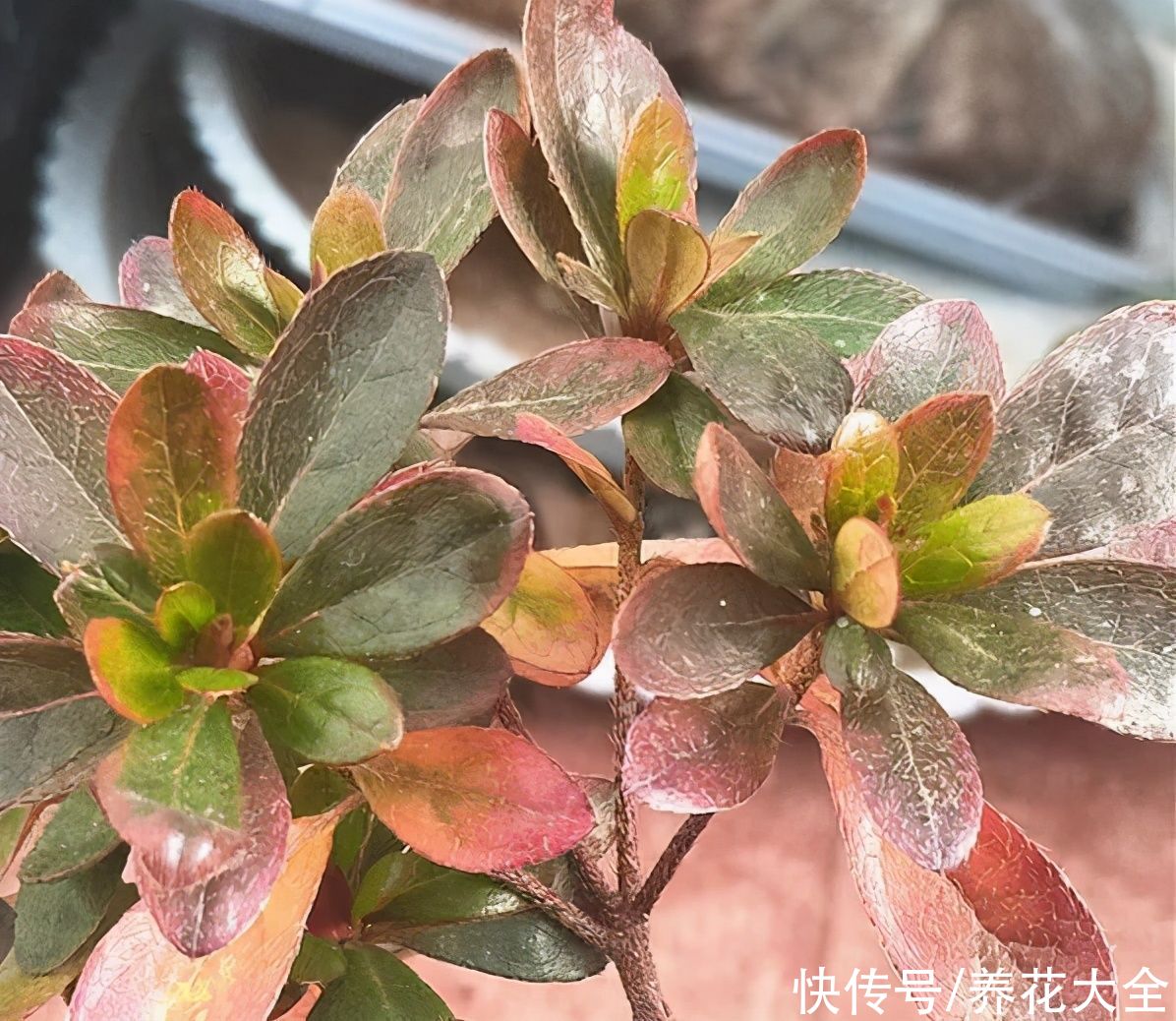 夏天怕晒的花，赶紧搬到阴凉地儿，再晒成枯杆了