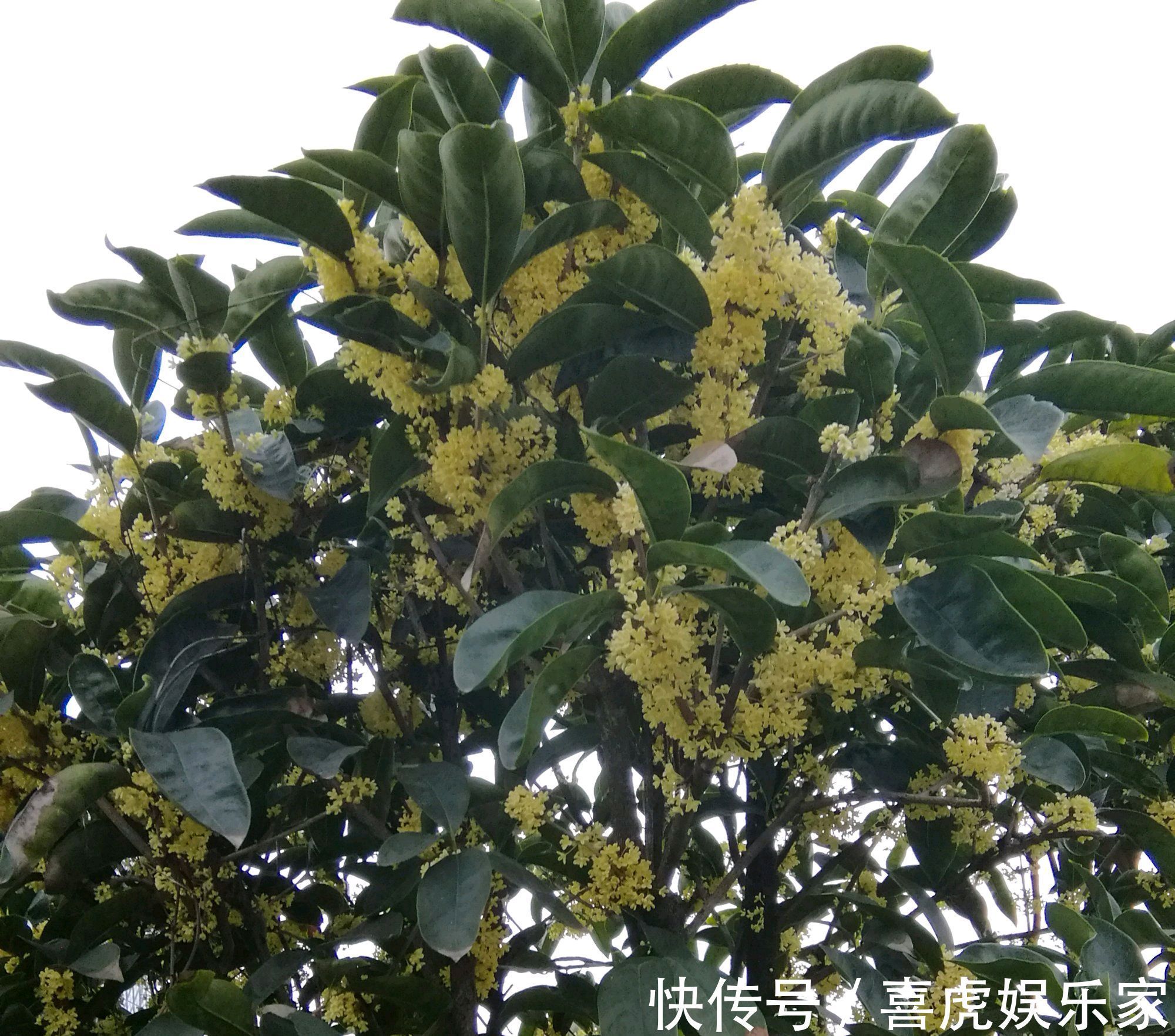 值得养护的两个桂花品种，开花浓香易爆盆，一年可以连续开三茬花