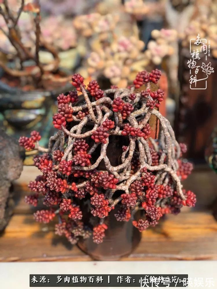 多肉花园梦青春正好,梦想趁早,别坐等自己变老!