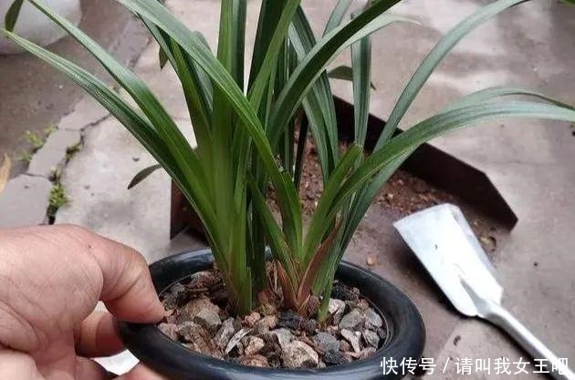 6种兰花,一开花香飘满屋,越养越值钱!6种兰花,一开花香飘满屋,越养越值钱!