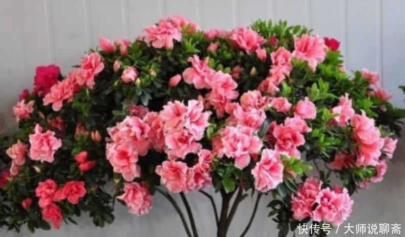 花中西施|4种“超漂亮的花”，谁看见都想养，花开不断，美极了！