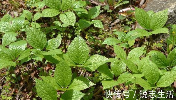 四大天王|农村一种野草,人称“四大天王”,连蛇都怕它,但民间价值很珍贵