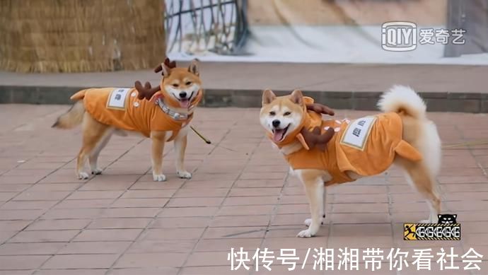 哈哈哈哈哈!邓超、陈赫、鹿晗、彭昱畅来桐庐了!