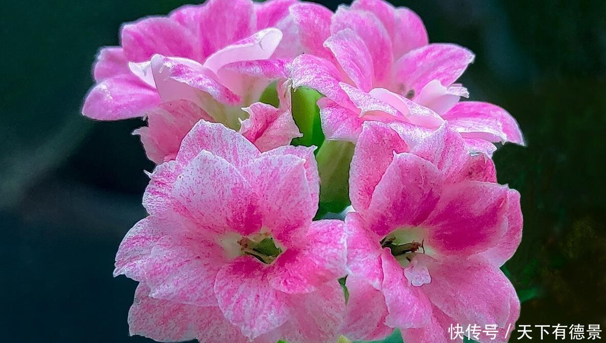 阳台养花学会“组合”，开花就像接力赛，这盆开完那盆开