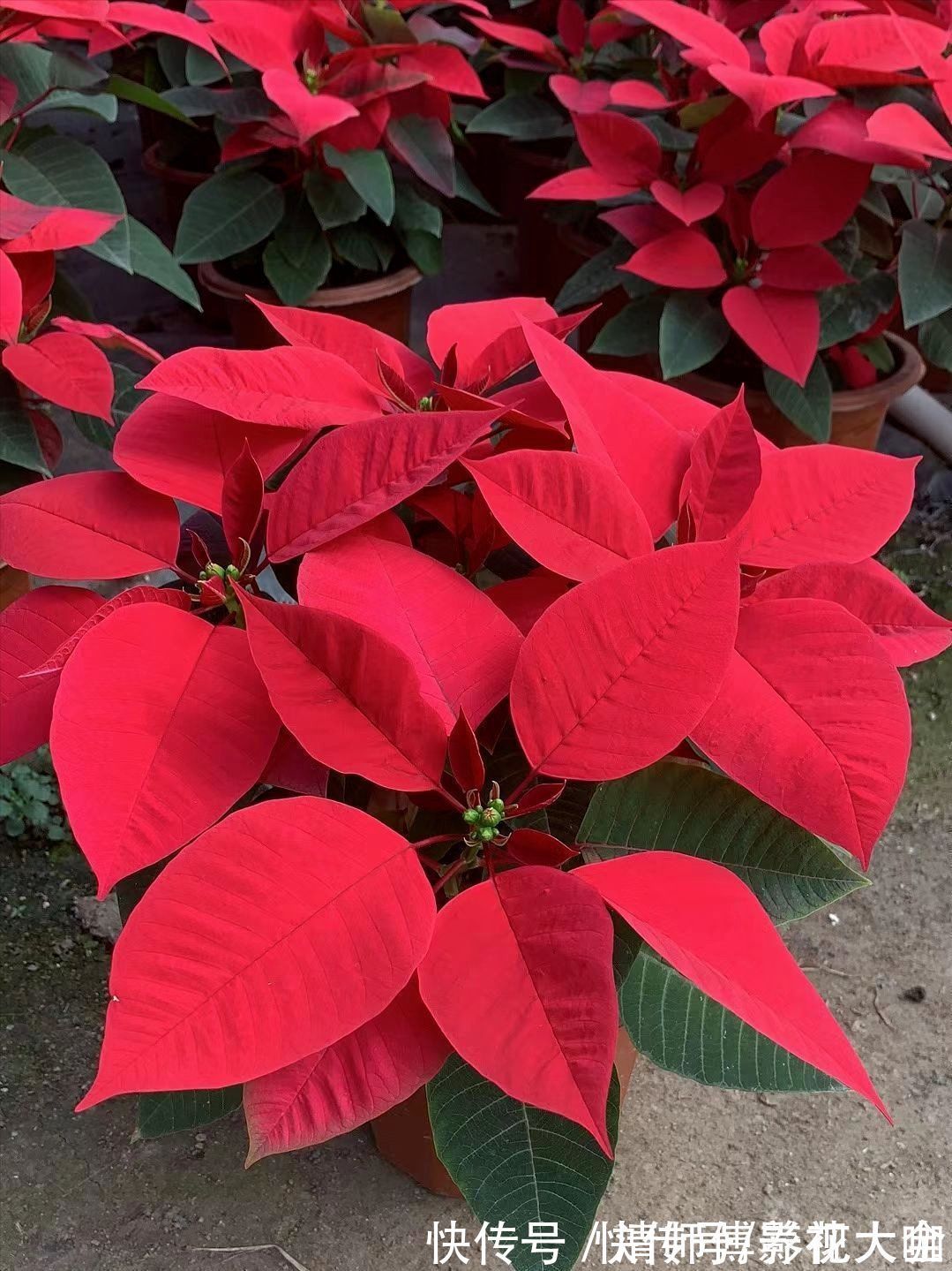 光照|9种花,光照时间越短越容易爆盆,晒太久反而不开花