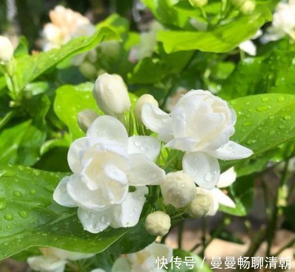 3种花适合阳台养,株形不大开花多,漂亮更好养,美爆阳台成花园