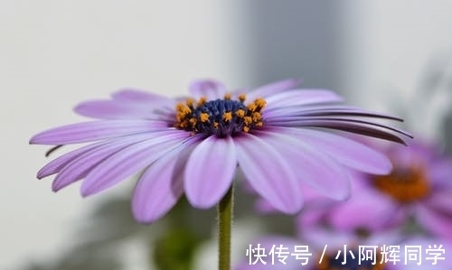 岳飞$《论语》:君子与小人