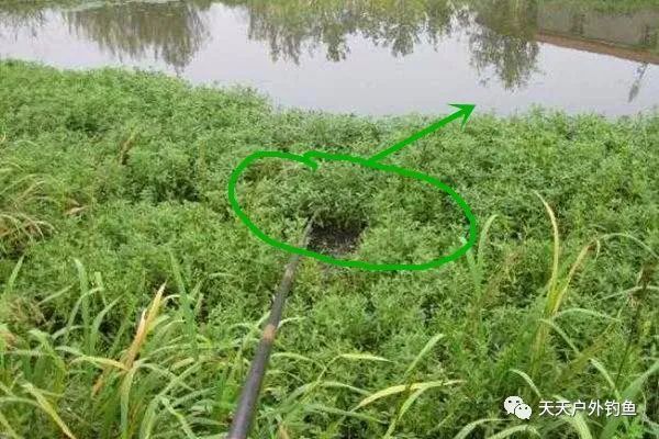  鲫鱼|钓鱼不钓草，完全瞎胡跑找个草窝就开钓，那离“扑空”不远了