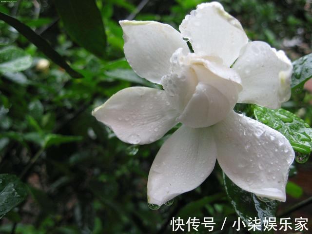 家里有这3种花,看到这几种“迹象”,别浇水了,先换盆才能养活