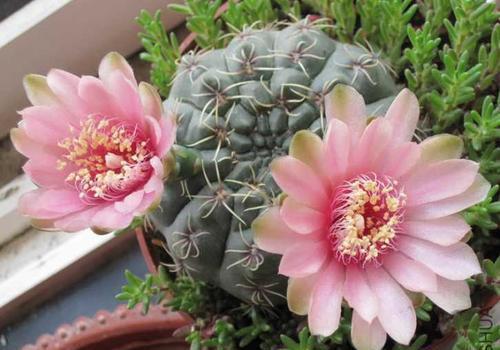 养护仙人球入门技巧,新手5分钟掌握,值得收藏!