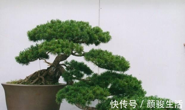 施肥|树桩盆景养护心得，造型、浇水、换盆这5点最关键