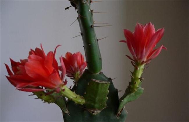 多肉植物的繁殖及养护方法播种、扦插、分株、嫁接技巧解读