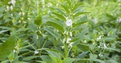 一个月|农村常见的叶子，用”它“泡水，坚持一个月，白发变黑发