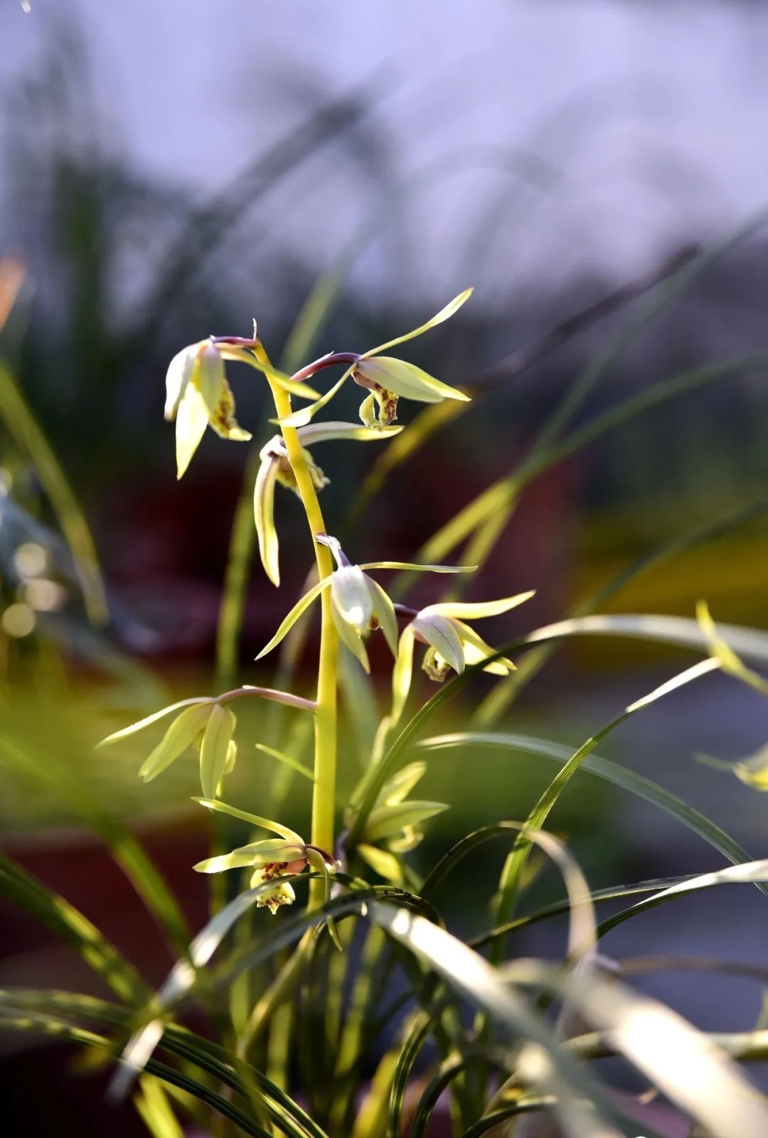 自制|养兰花的肥料可以自制吗？自制氮、磷、钾肥，真的不太难