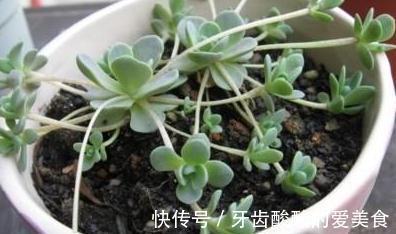 唯美易爆盆,多肉植物子持莲华的养护方法