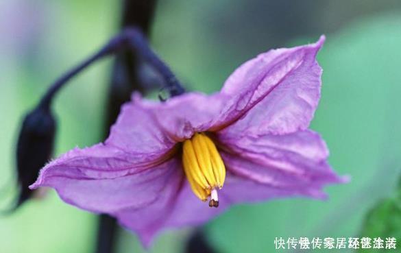 茄子只开花不结果 不仅仅是因为缺硼 了解全部诱因高效解决问题 快资讯