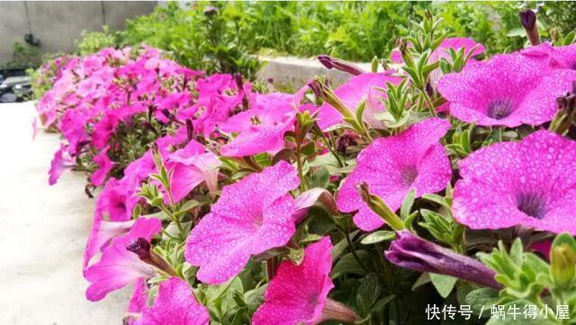 超简单的矮牵牛花暴盆方法,新手也能轻松暴盆