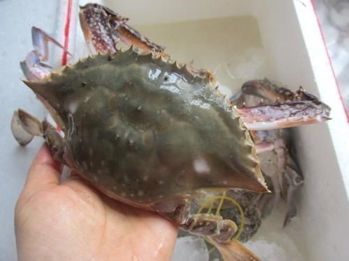  挑选螃蟹有技巧，不管公母，只要这2点对了，螃蟹膏满肉肥特好吃