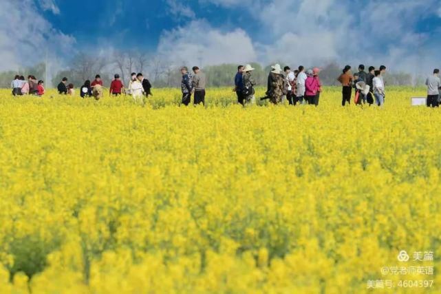 武功油菜万顷，何必跨山越岭！