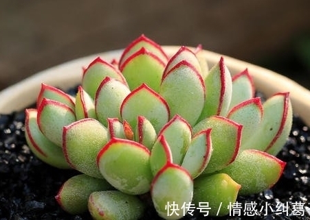 观音莲观音莲|网友推荐,最好养的多肉,你觉得靠谱吗