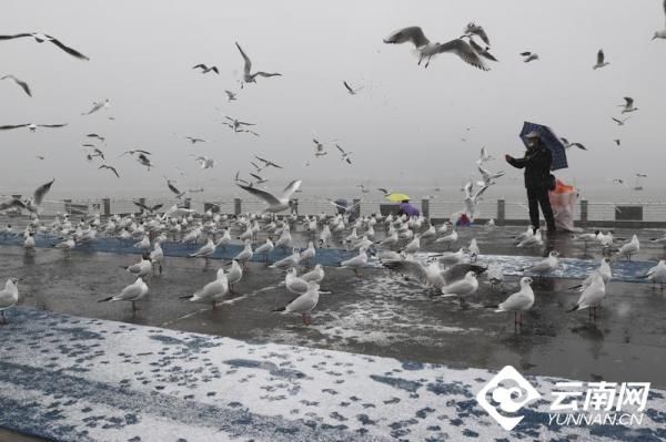 昆明|【高清组图】游客在昆明海埂大坝赏雪