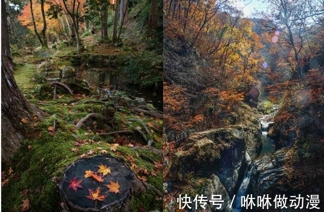 赏秋|彩林红叶季来袭！四川这14个赏秋好去处，本周起将进入最佳观赏期