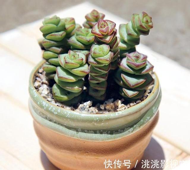 多肉钱串底叶干,避开此“误区”,养出串串“小铜钱”,美美哒